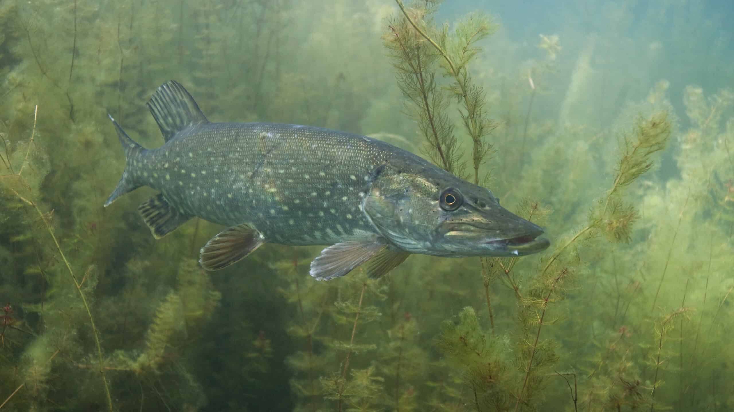 Freshwater Northern pike fish know as Esox Lucius and fishing rod