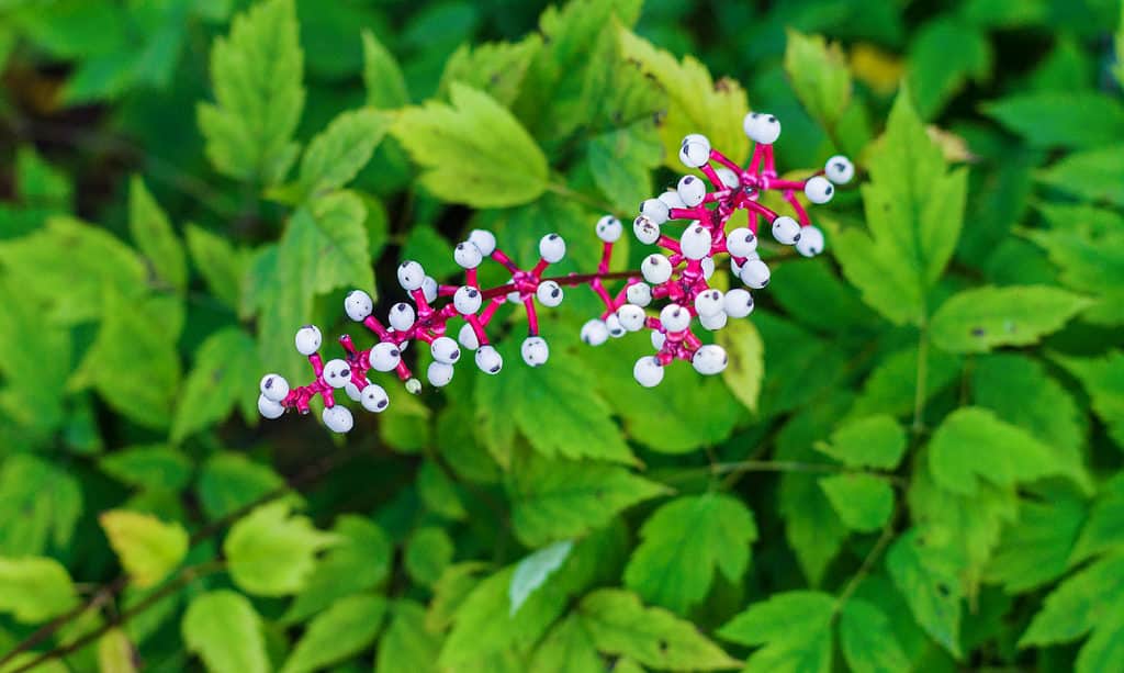 Actaea pachypoda doll's-eyes