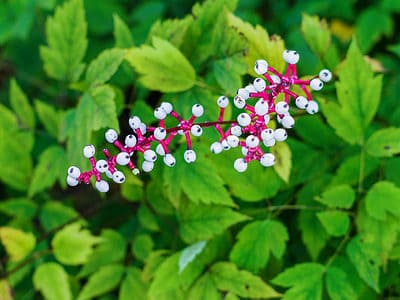 A Discover 9 Poisonous Plants in Tennessee You Should Avoid