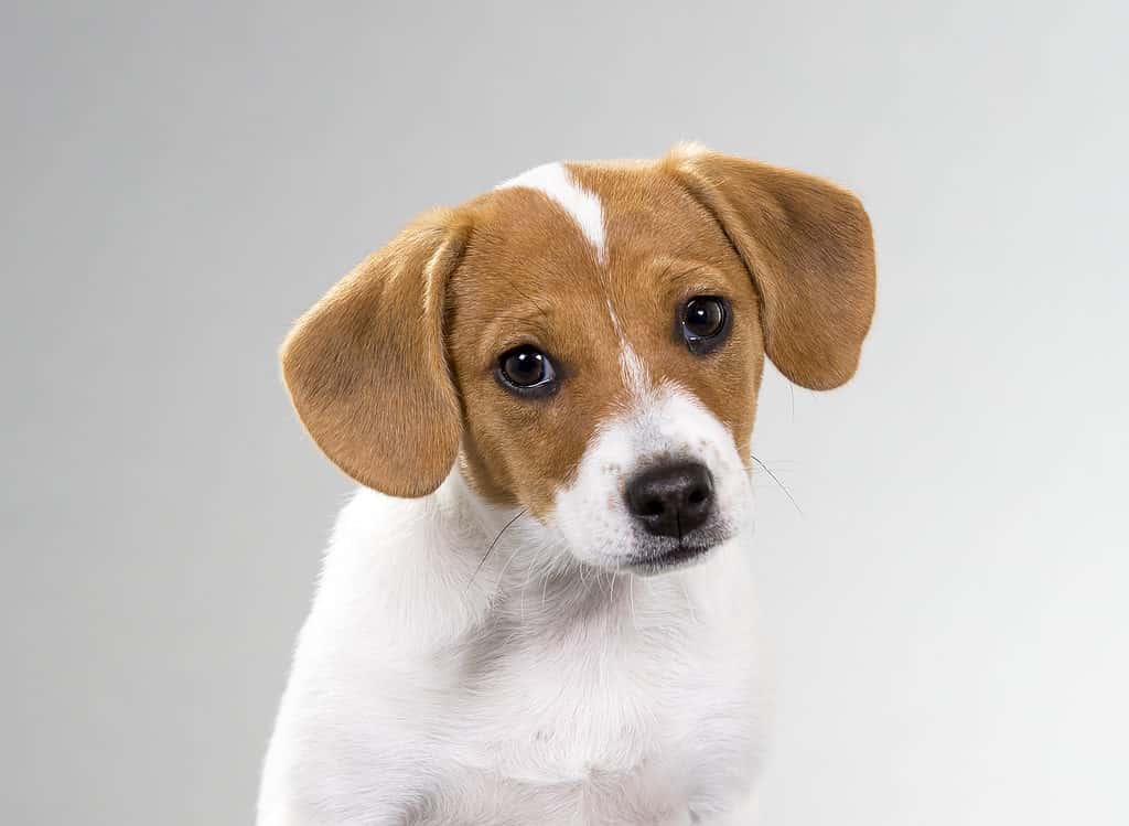 Danish Swedish farmdog