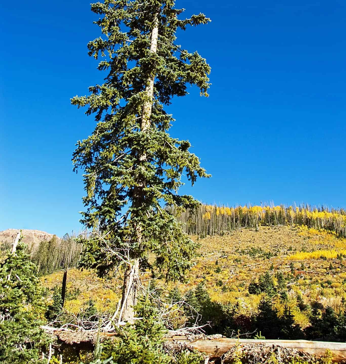 9 Beautiful Trees Native to Wyoming - A-Z Animals