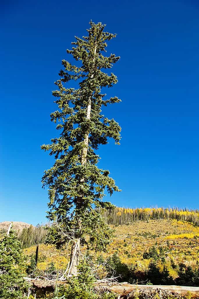 A towering Engelmann spruce tree in an autumn mountain landscape