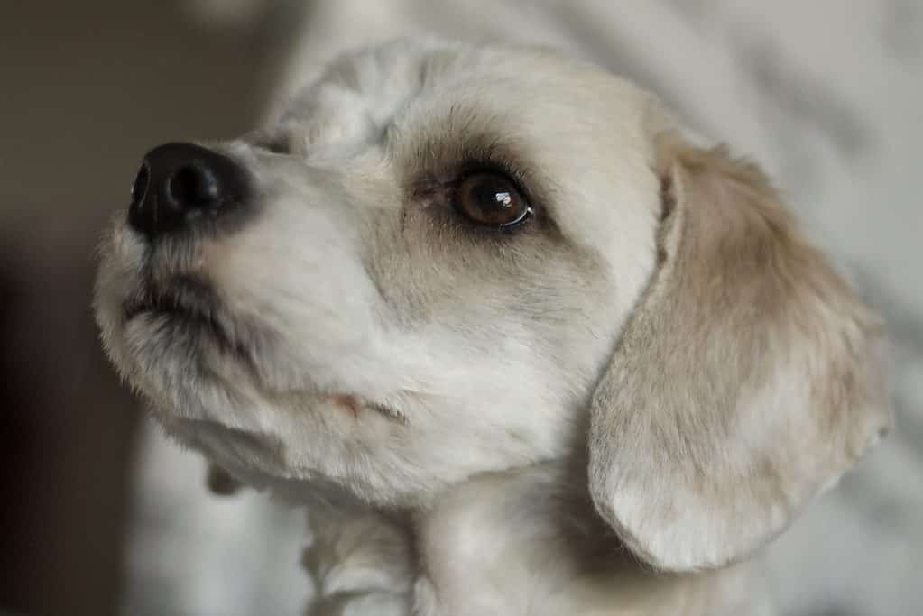 Malteagle dog isolated