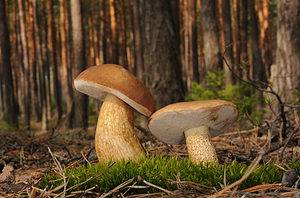 Types of Bolete Mushrooms Picture