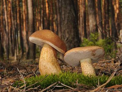 A Types of Bolete Mushrooms