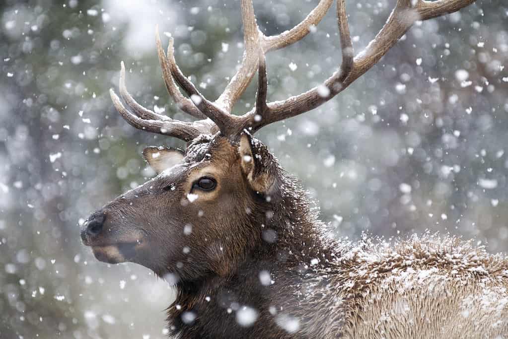 American elk in snow