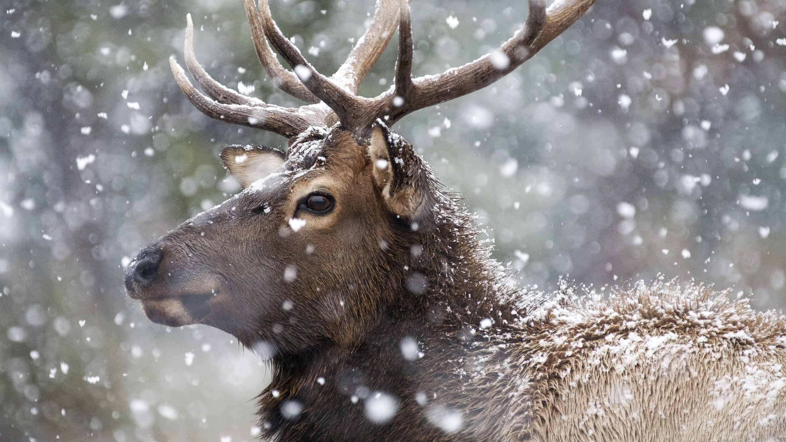American elk in snow