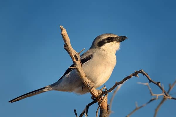 Discover The 12 Most Beautiful Birds in Minnesota - A-Z Animals