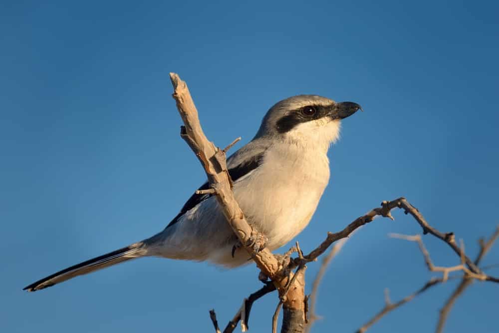 Northern shrike