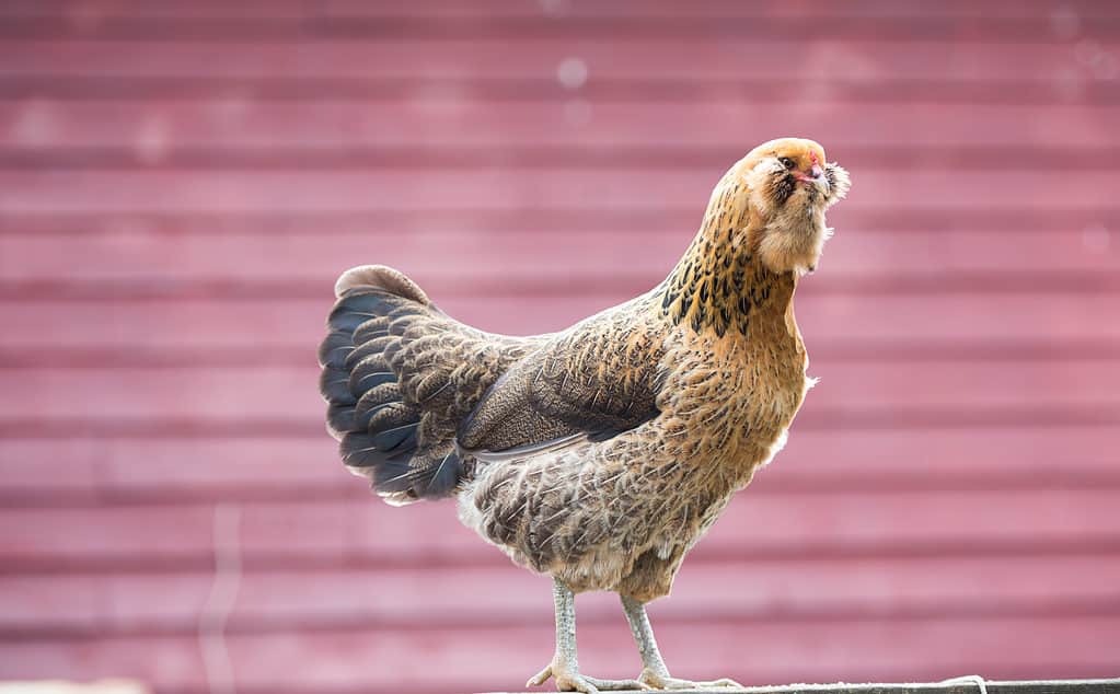 Ameraucana Chicken Sitting in Fence