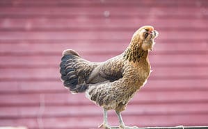 10 Chicken Breeds Best for Cold Climates Picture