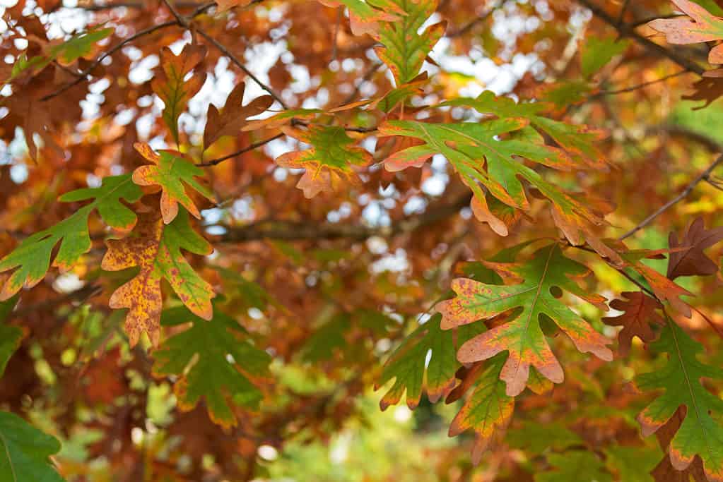 white oak tree 