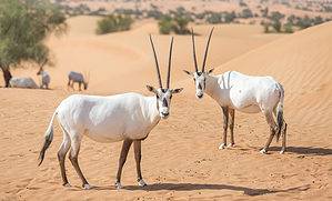 Discover the Arabian Oryx: The National Animal of World Cup Host Qatar Picture