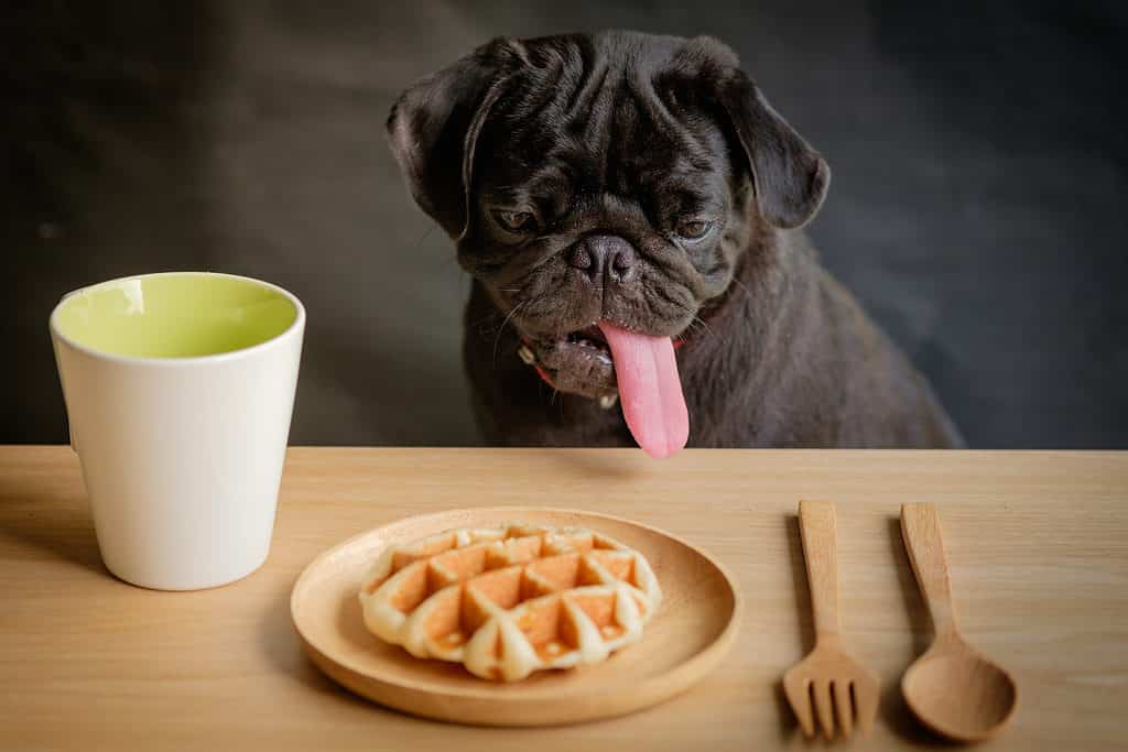 Pug staring at a waffle on a plate.
