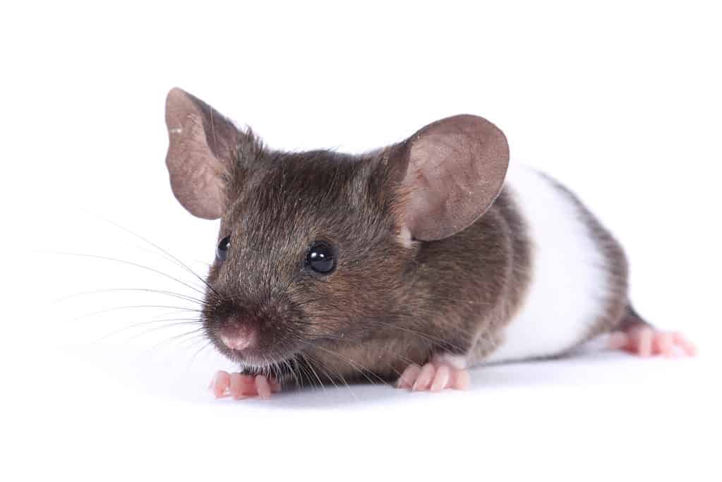 Gray and white fancy mouse on a white background.