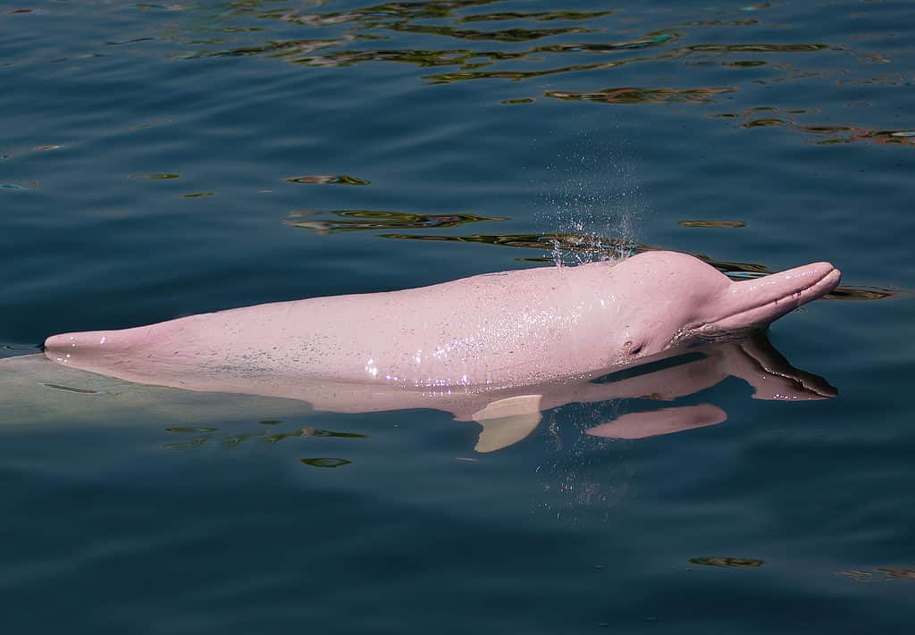 Pink dolphin in the water