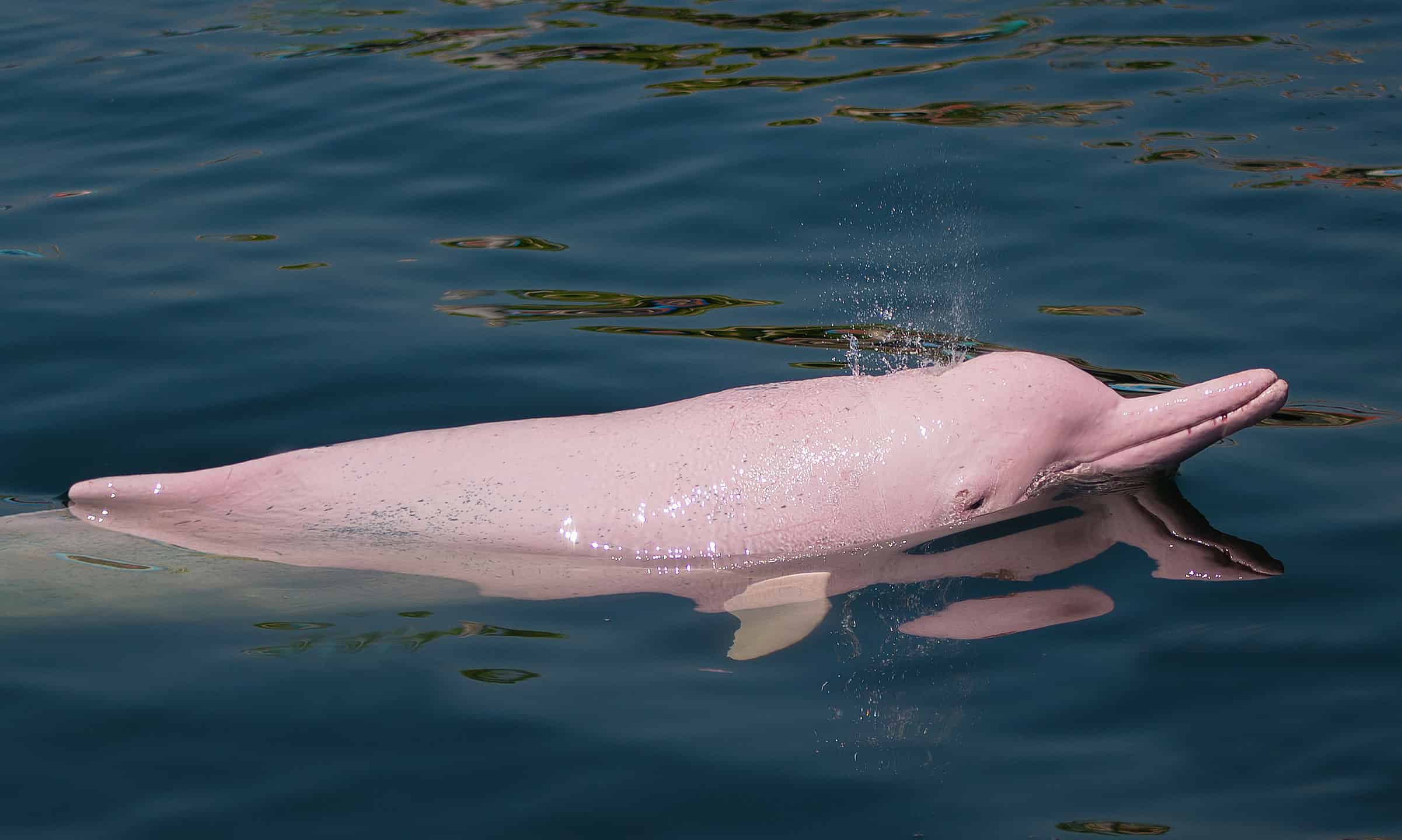 pink dolphin in water