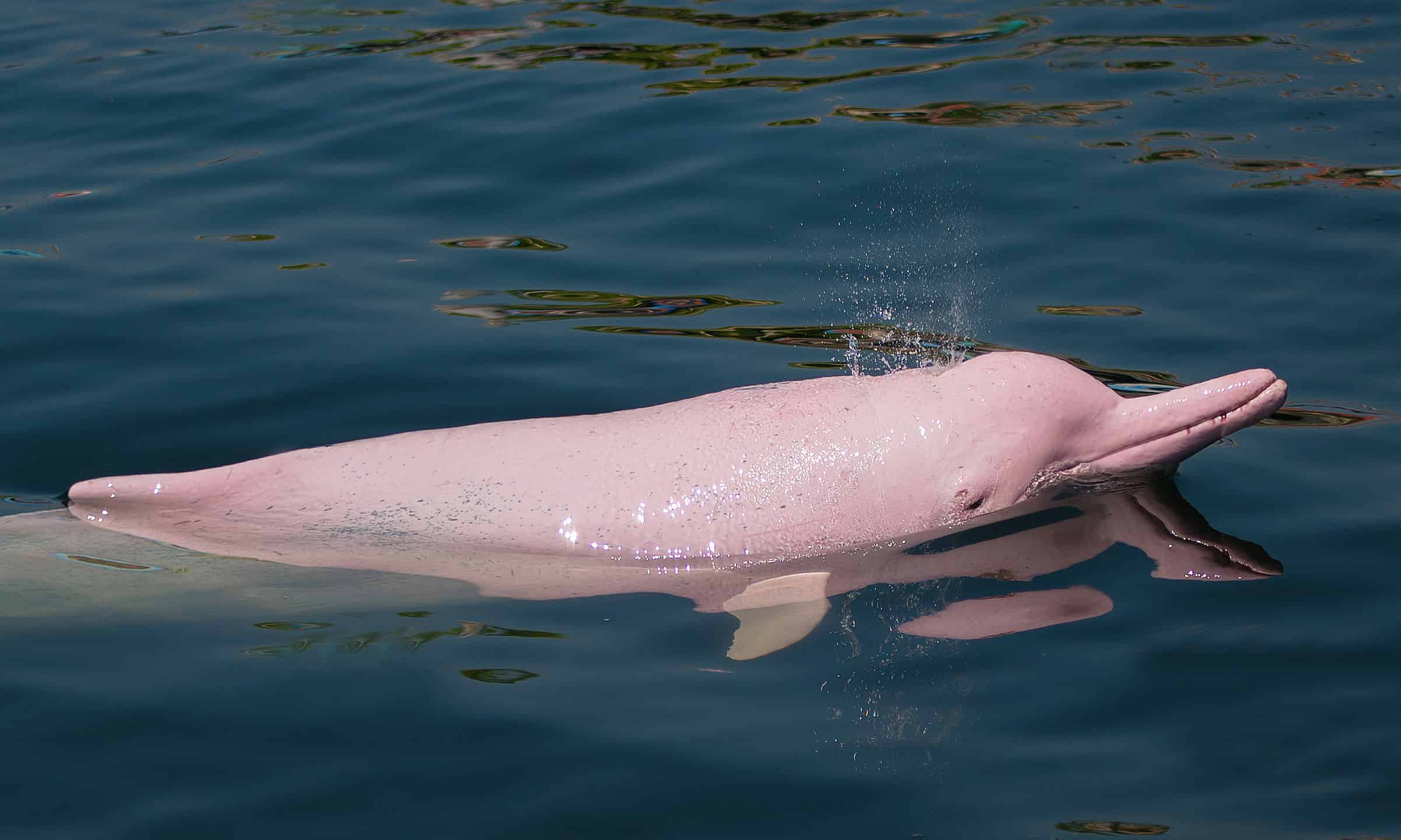 Pink dolphin in the water