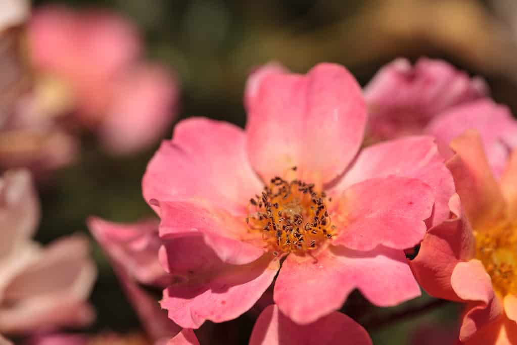 A closeup of the Happy Chappy rose's peach-pink flower petals