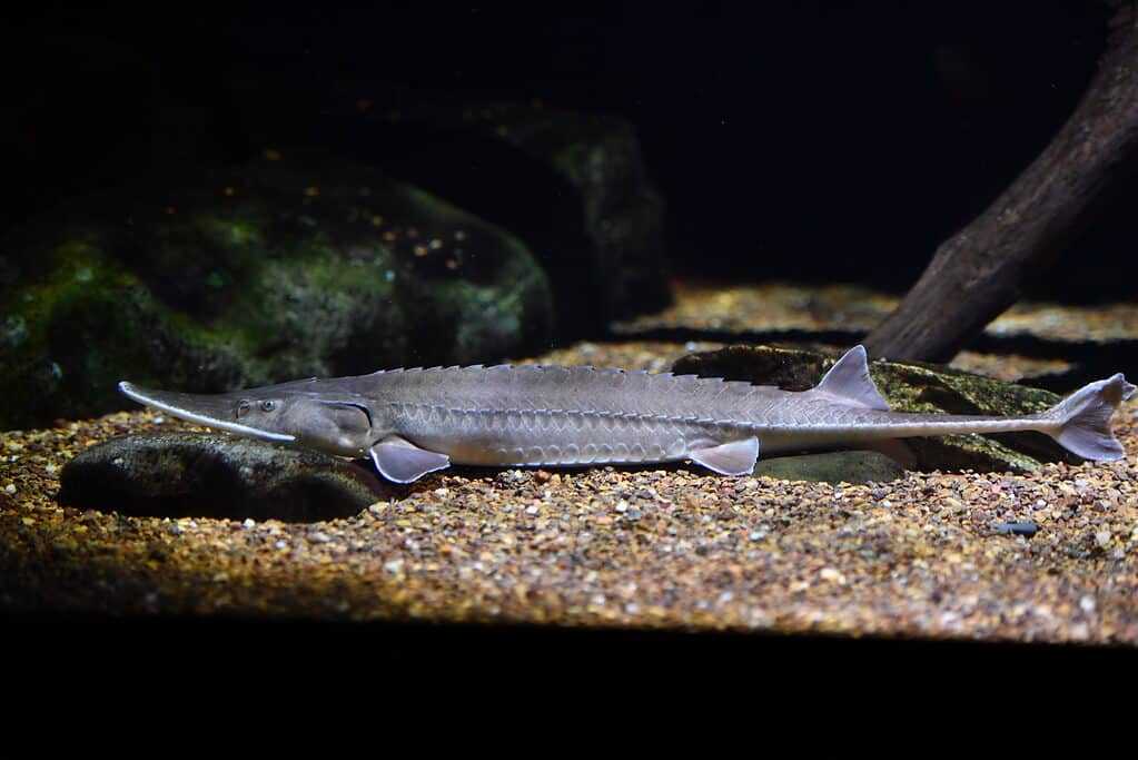 A close up of a shovelnose sturgeon. 