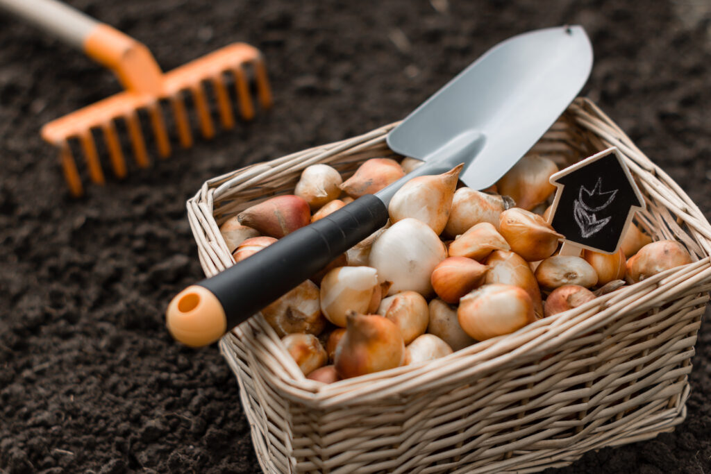 Tulip bulbs, garden spade, and rake