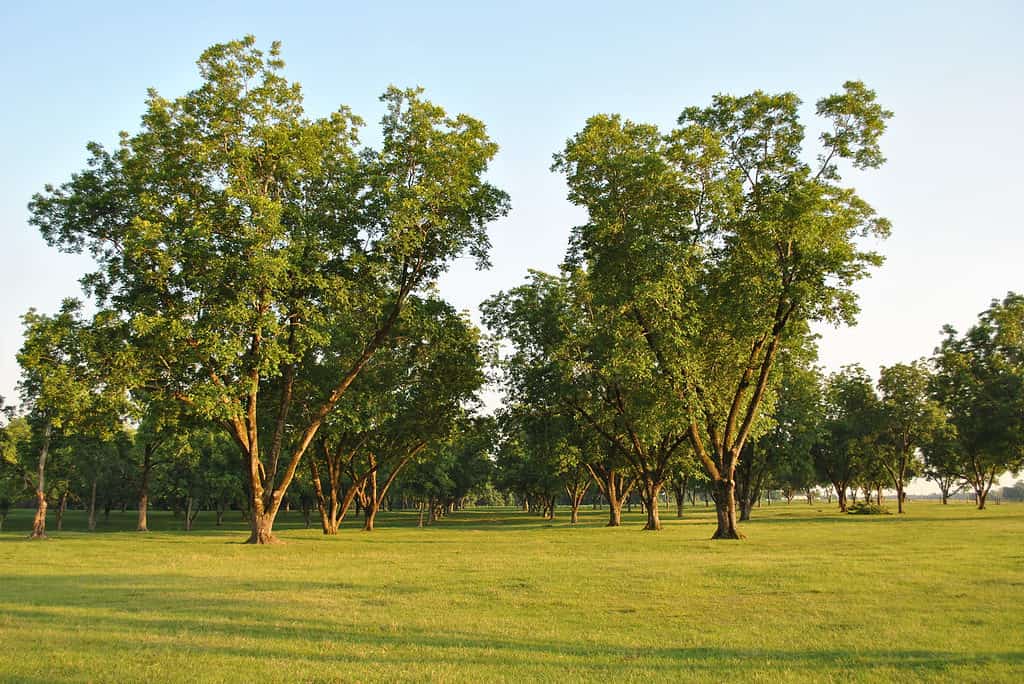 Pecan grove