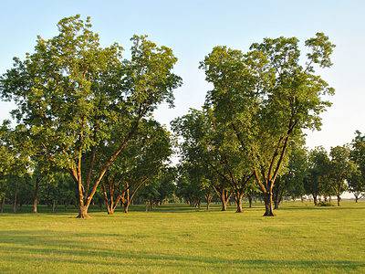 A 7 Reasons to Think Twice Before Planting a Pecan Tree