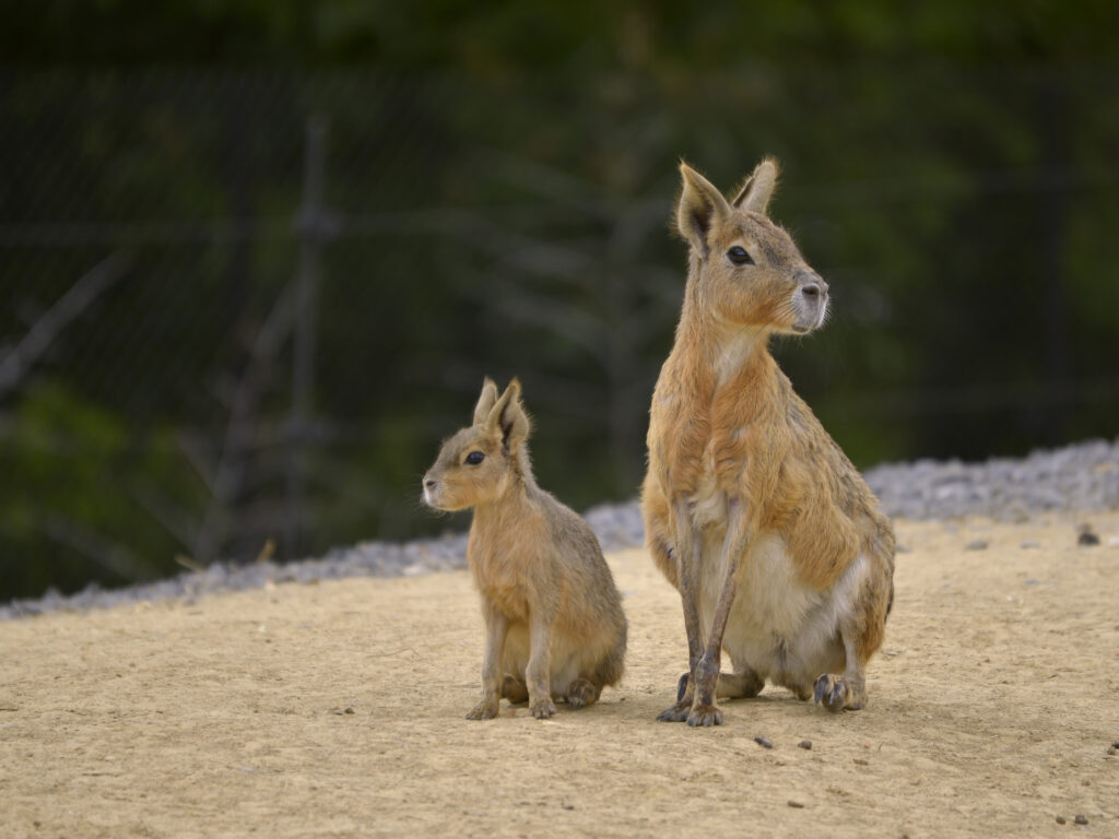 Patagonian mara and young (Dolichotis patagonum) seated on sand.