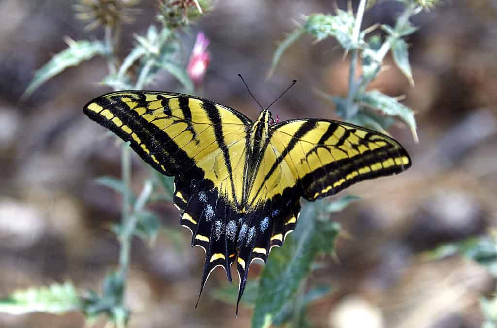 Two-tailed swallowtail butterfly collecting nectar from flower