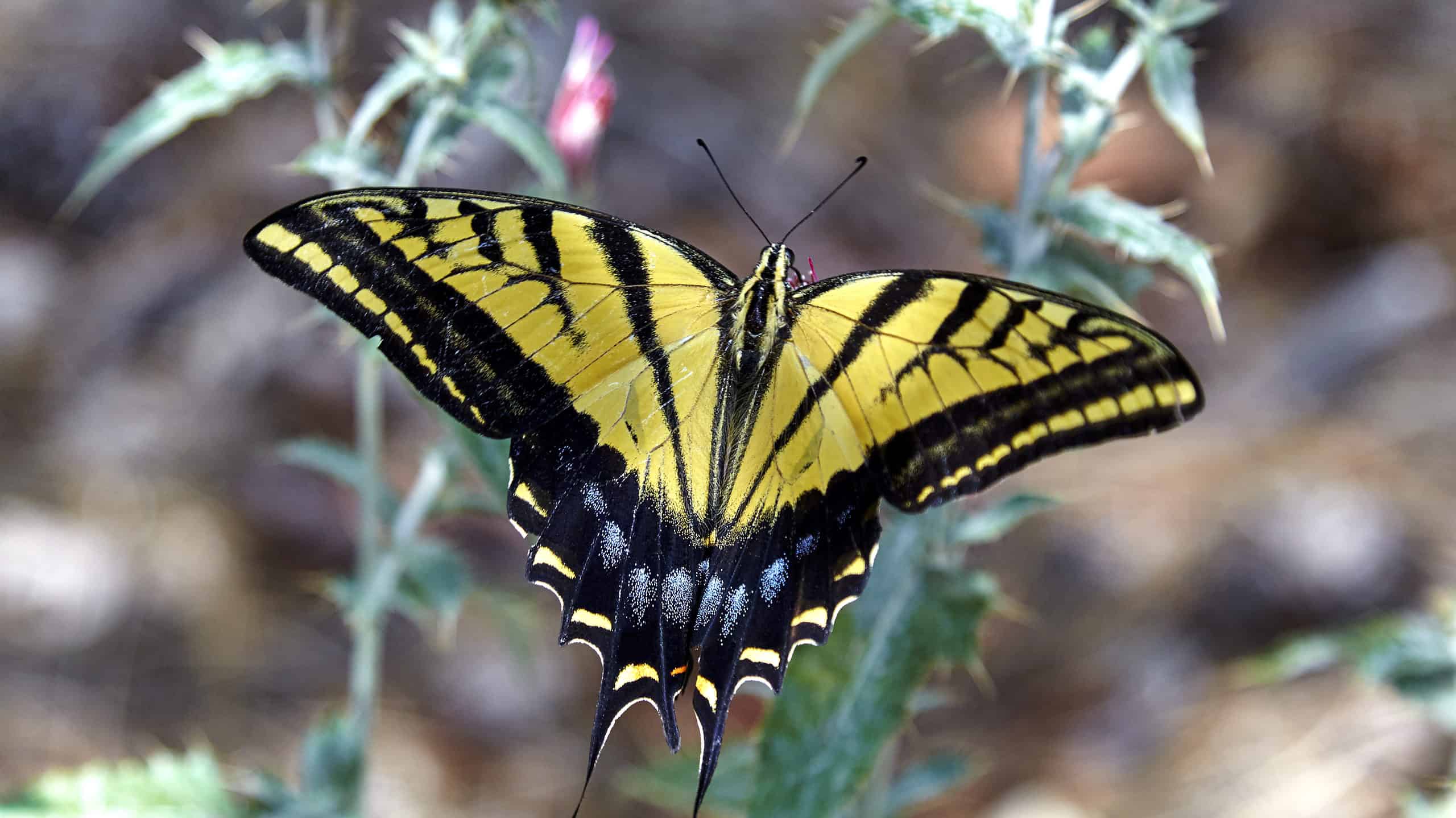 Two-tailed swallowtail butterfly collecting nectar from flower