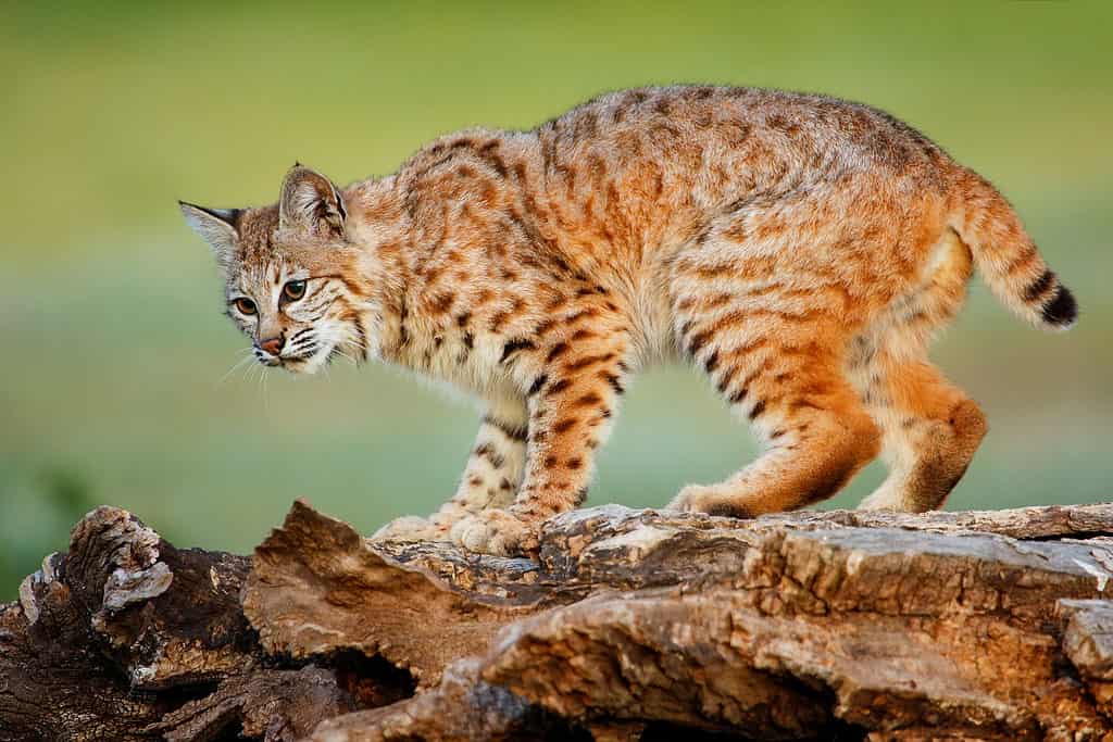 Watch This Bobcat Take Down a Deer Five Times Their Size. Incredible