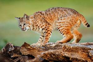Bobcats in California: How Many Are There and Are They Dangerous? Picture