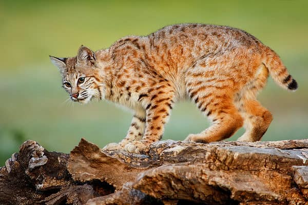 Bobcats can range from the size of a large housecat to a bit larger.