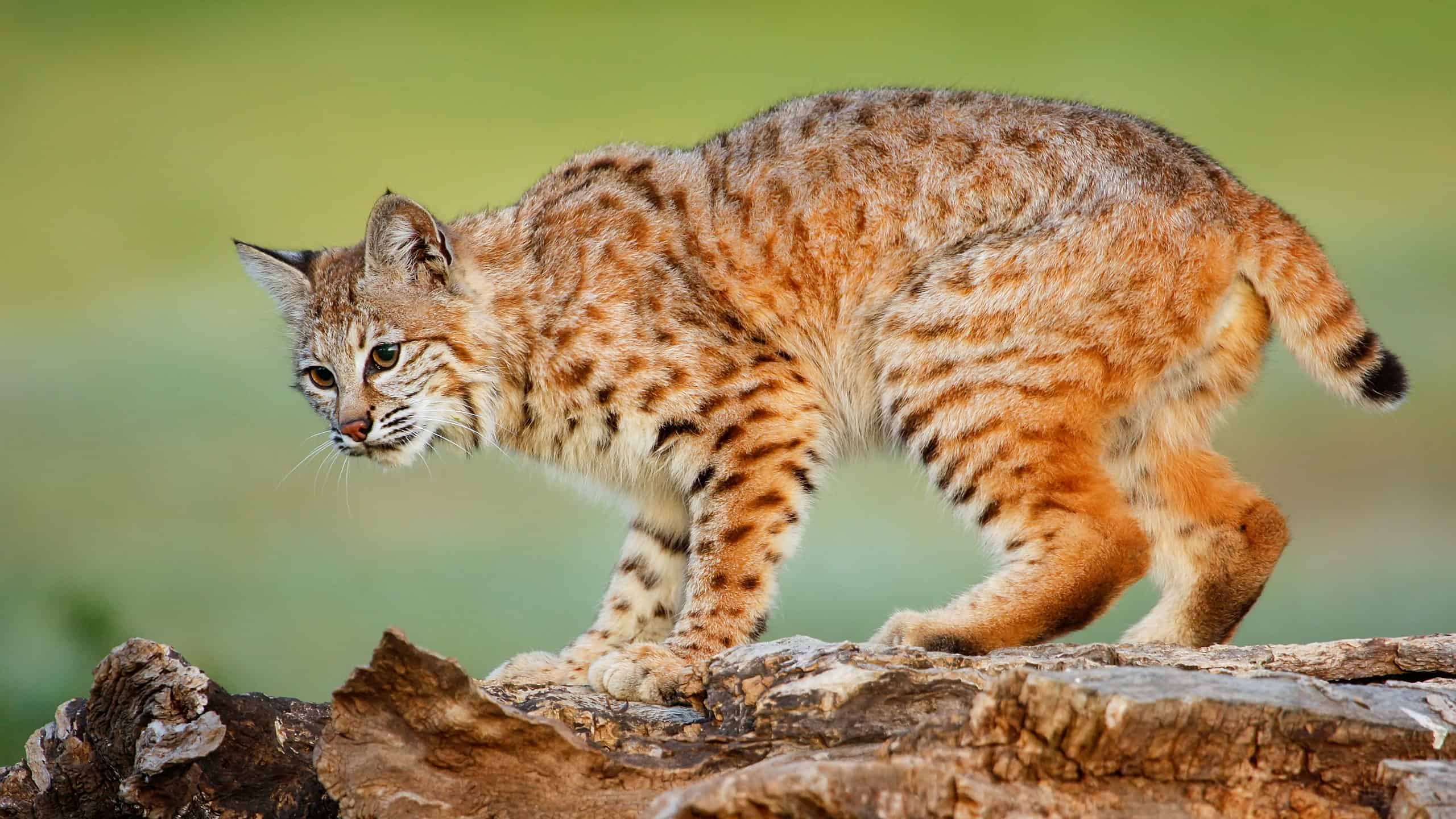 Bobcats in California: How Many Are There and Are They Dangerous