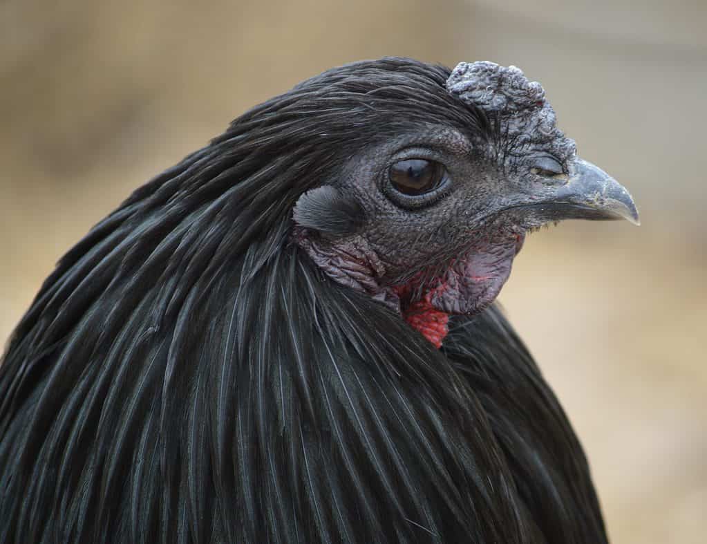 Main native Italian chicken breeds. Reproduced with permission