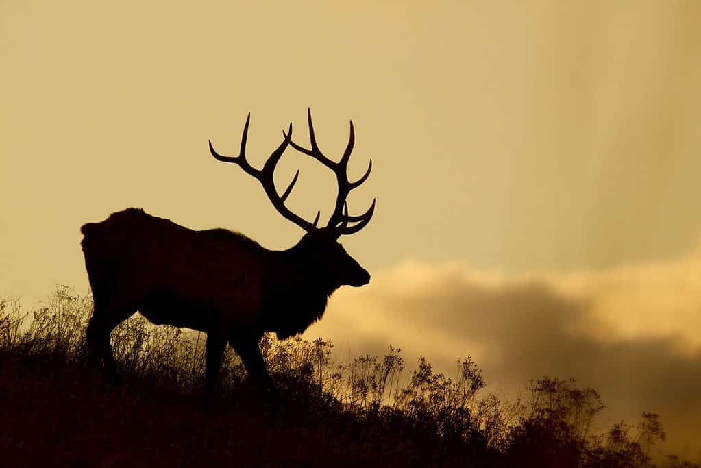 American bull elk