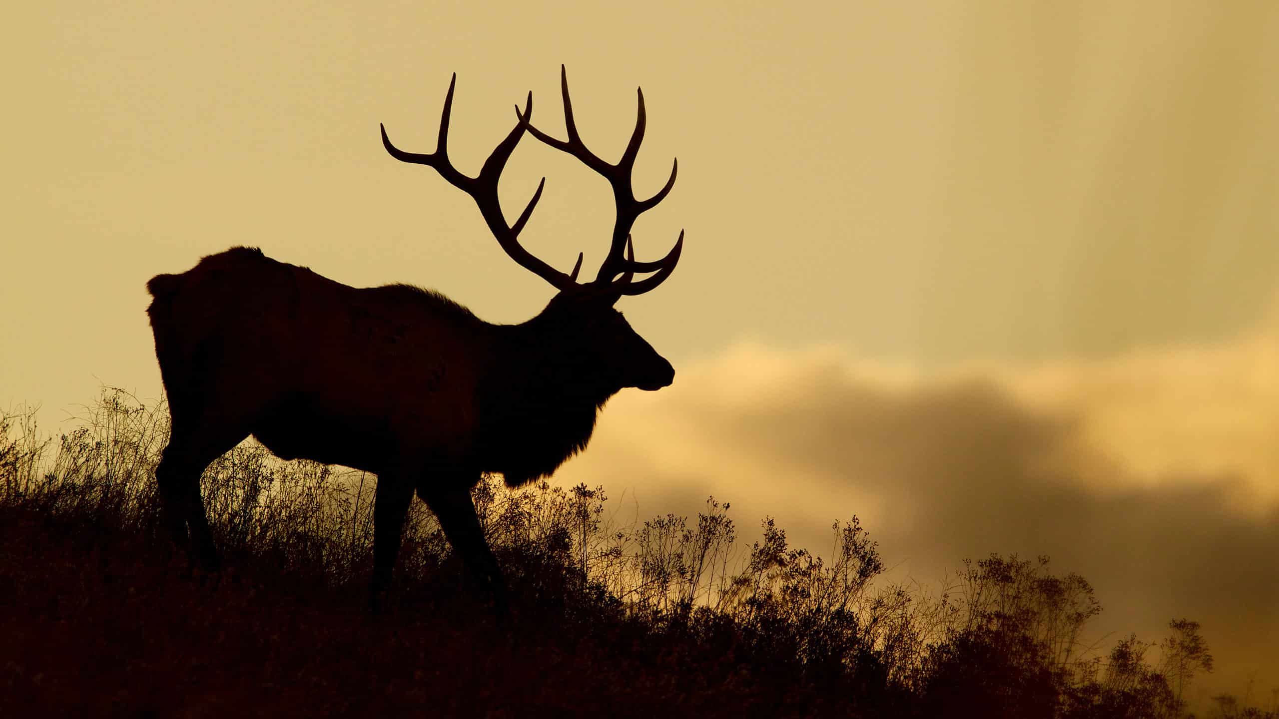 American bull elk