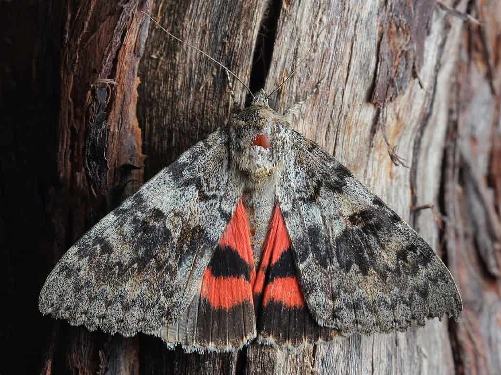 Underwing moth showing colorful hind wings