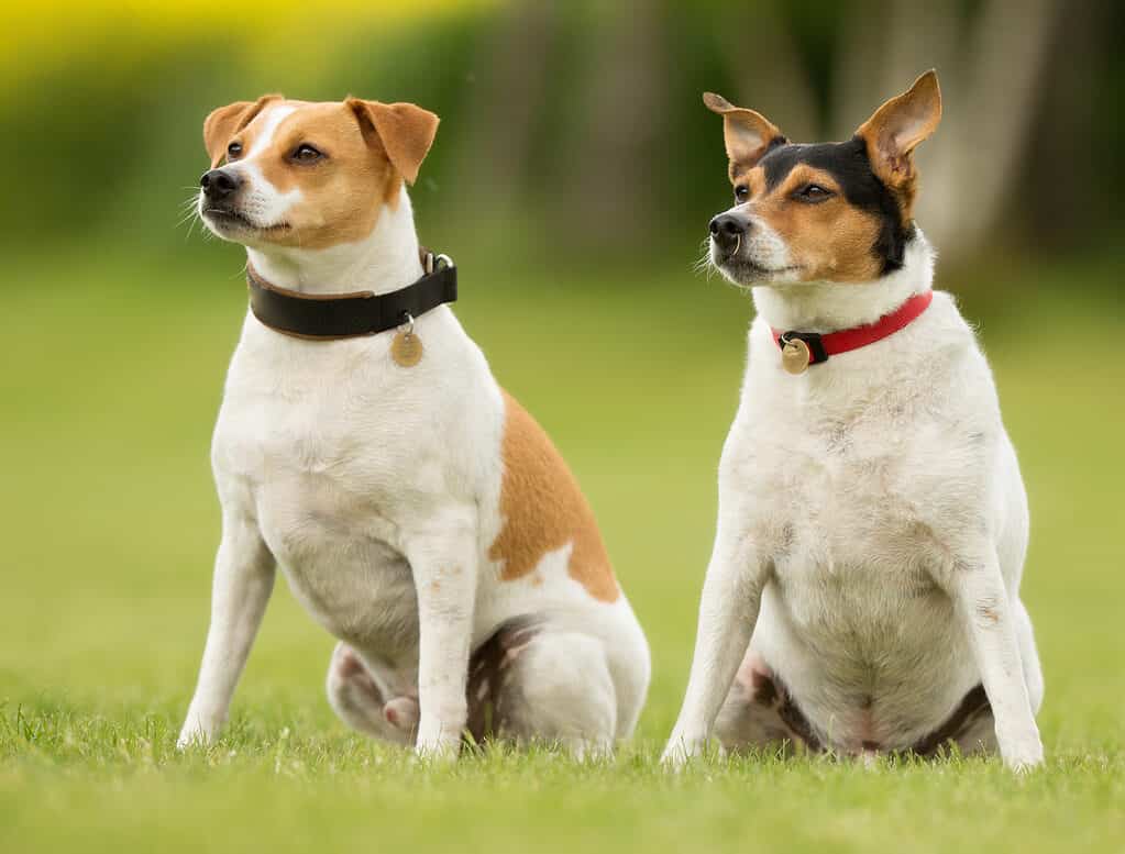 Danish Swedish farmdogs