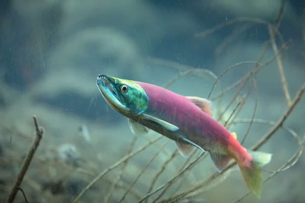 Kokanee salmon (Oncorhynchus nerka) turn red to attract mates