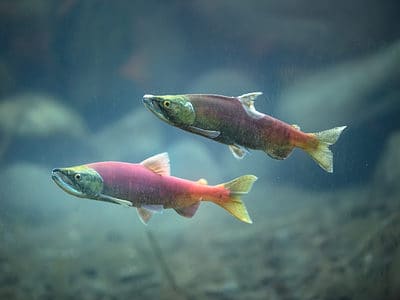 A Kokanee Salmon