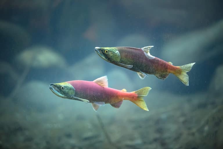 Kokanee salmon underwater