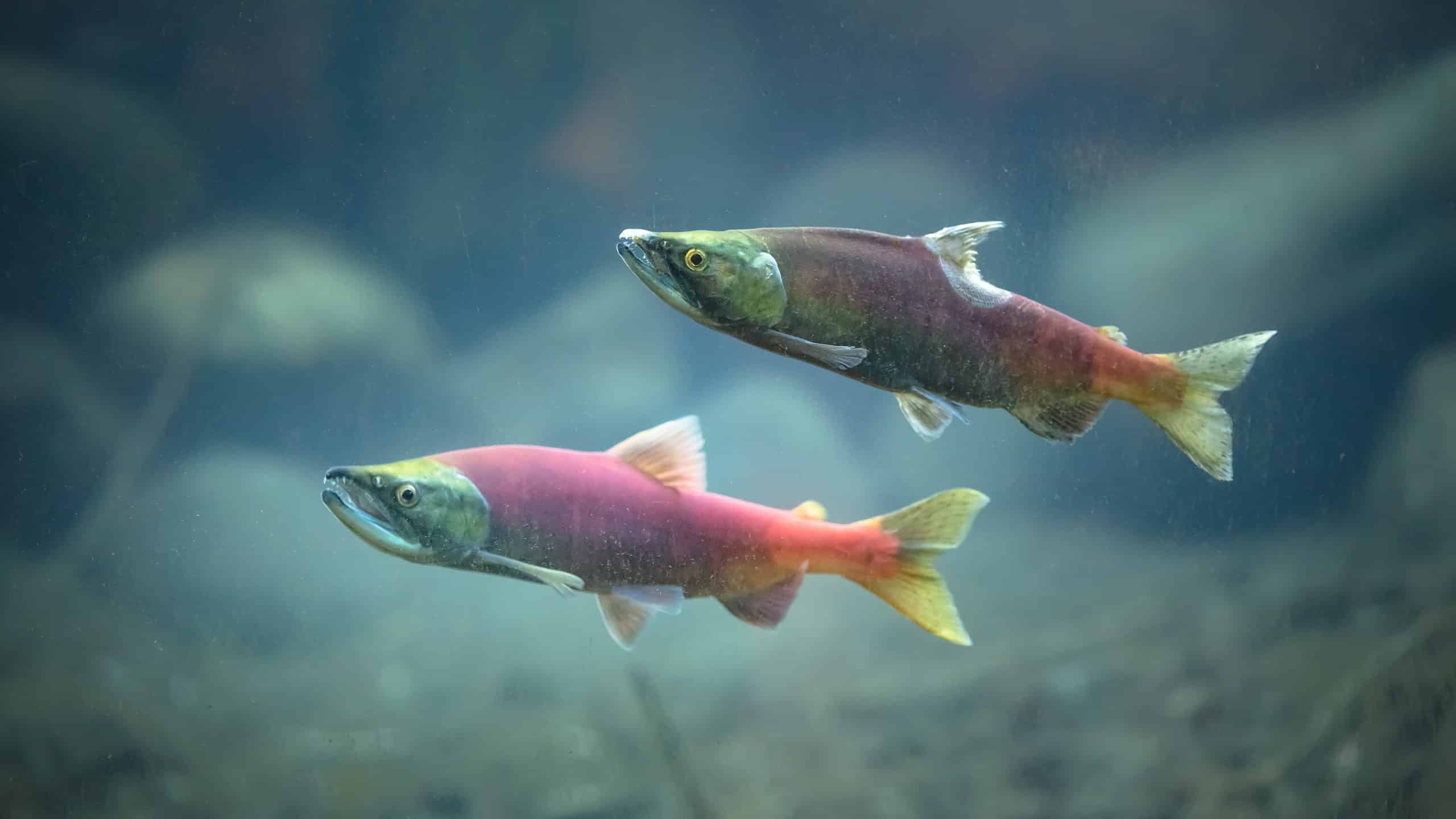 Kokanee Salmon Fish Facts  Oncorhynchus nerka - A-Z Animals