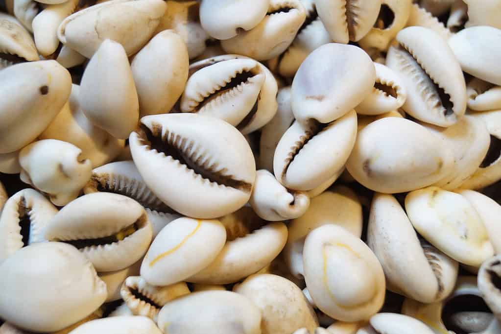 cowry