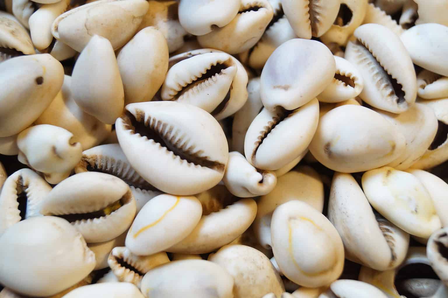 Discover 5 Types of Sea Animals With Shells (and Why They Have Them ...