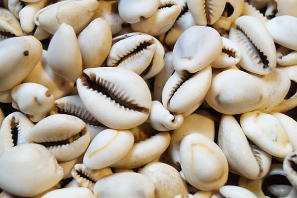 Discover 5 Types of Sea Animals With Shells (and Why They Have Them ...