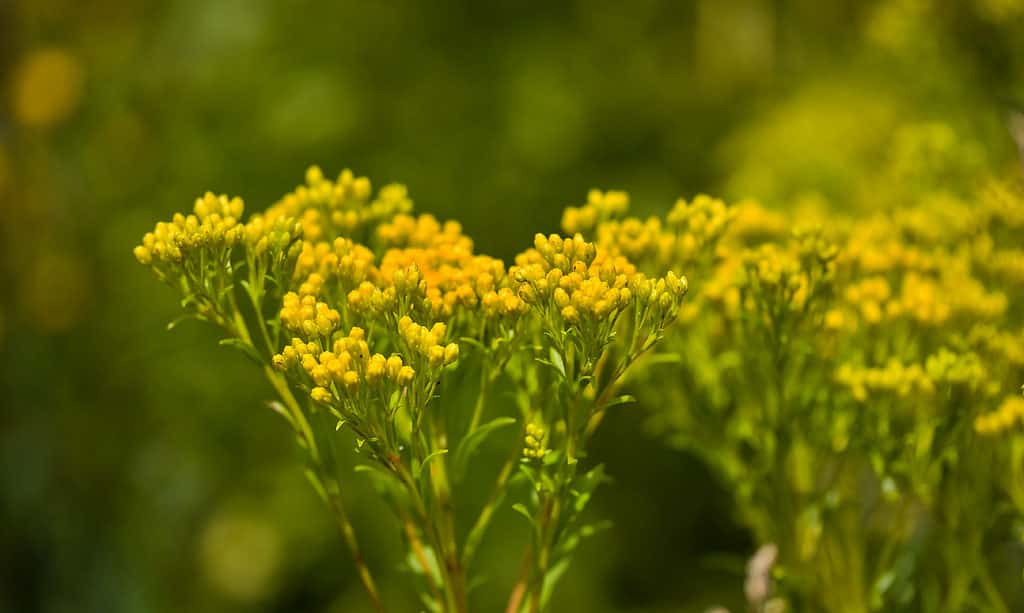 A great filler flower for funerary arrangements is the goldenrod.