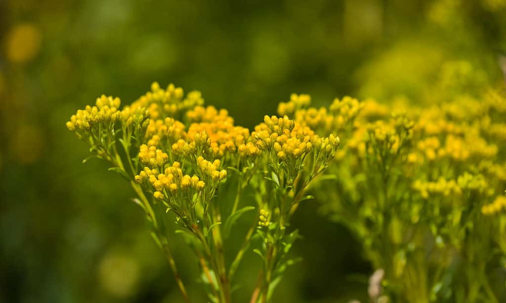 Ohio Goldenrod