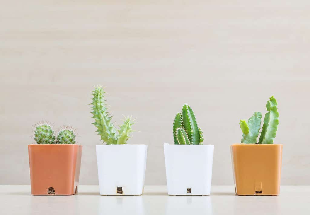 Closeup group of cacti in white and brown plastic pots on blurred wooden desk and wooden wall textured background.
