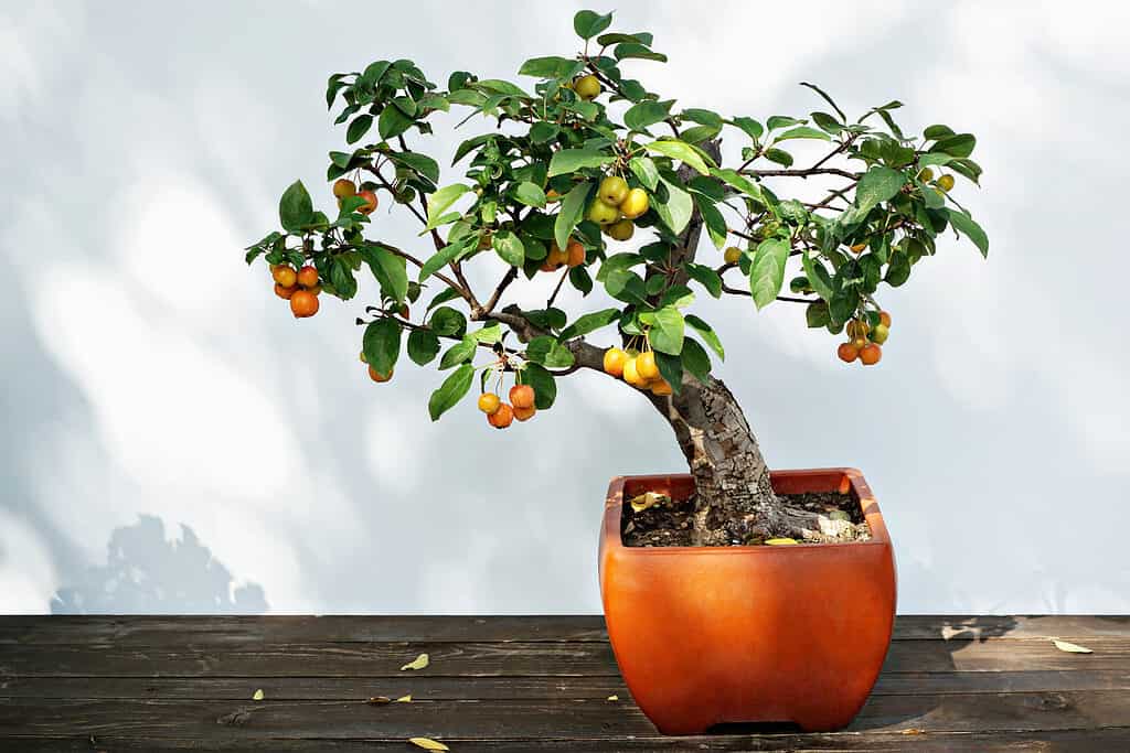 bonsai tree on table